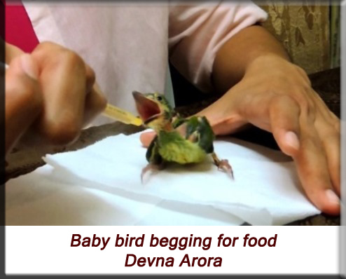 Devna Arora - Baby bird begging for food